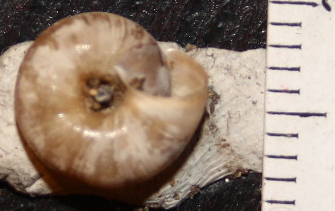 Hygromiidae da identificare